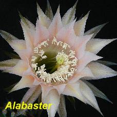 EP-H. Alabaster.4.1.jpg 